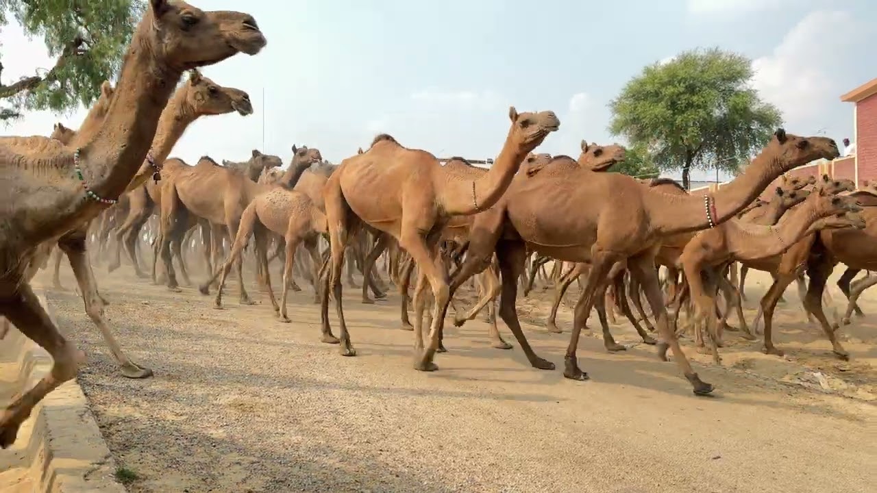 Camel are going back to forest after drink water