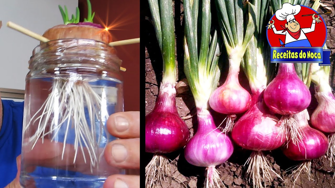 Plantar CEBOLA ROXA no VASO é muito fácil