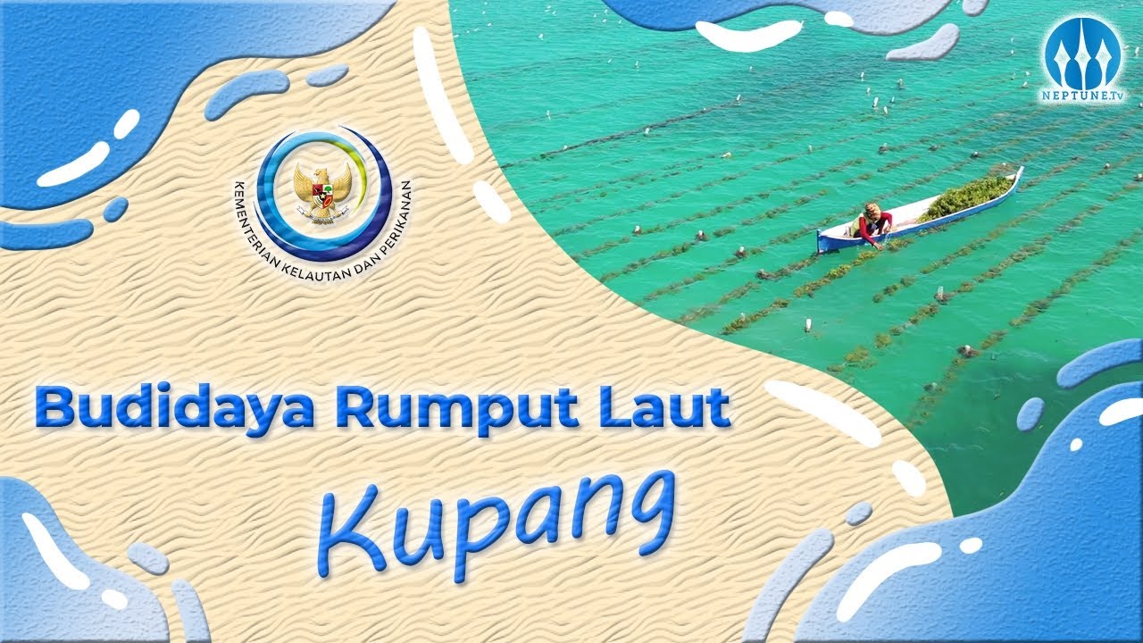 Budidaya Rumput Laut Kupang