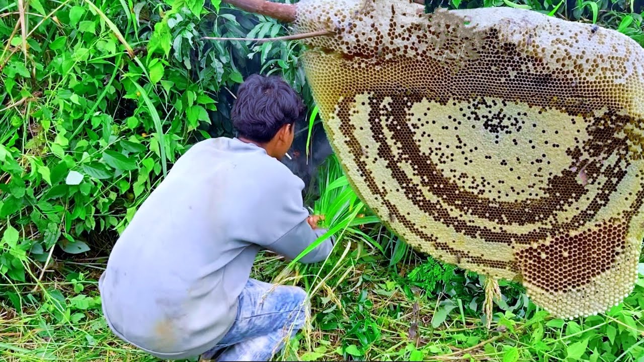 តោះយកឃ្មុំផ្លឹតធំណាស់បងប្អូន🐝