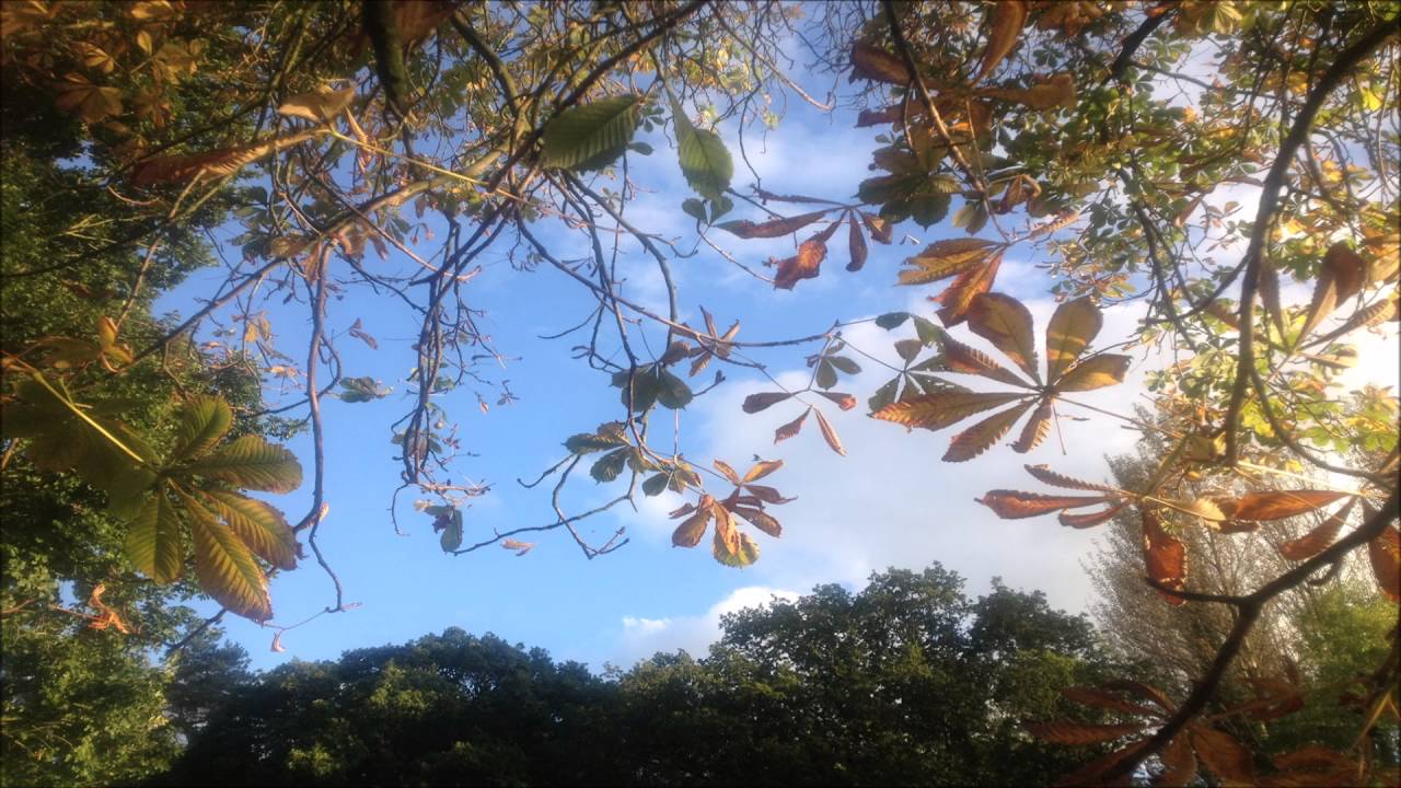 Pema Chodron - Guided Meditation  - Cultivating Unconditional Friendliness through Meditation