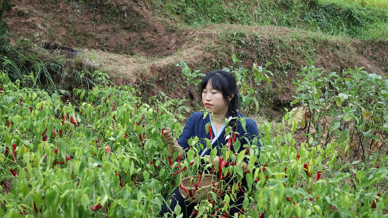 辣椒紅了，牛油飄香，自製火鍋底料，在把地裏種的菜摘回來，涮火鍋好吃又暖和【余小鄉】