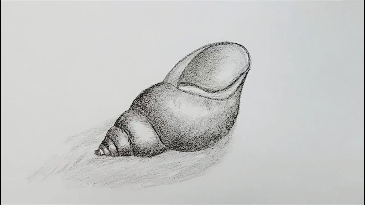 how to draw shell step by step