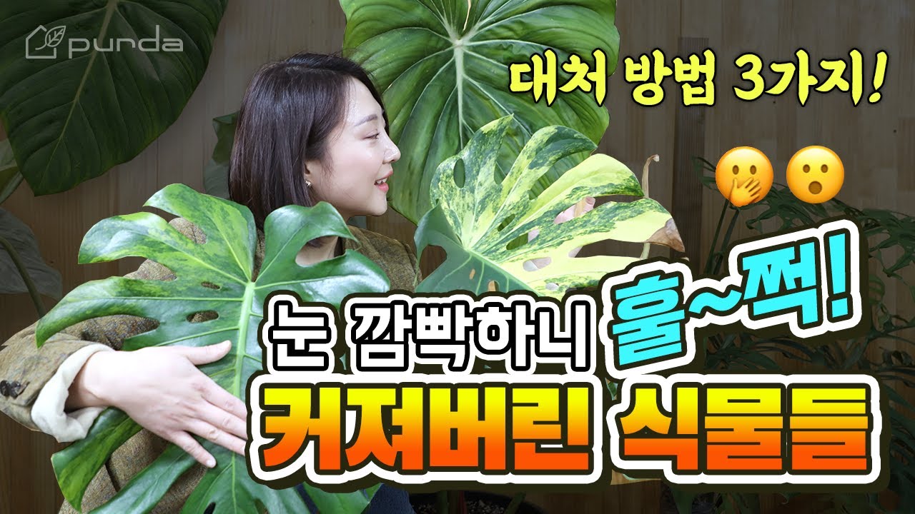 감당할 수 없을 정도로 커져버린 식물들, “딱 3가지 방법”으로 대처하세요!│몬스테라, 필로덴드론, 고사리