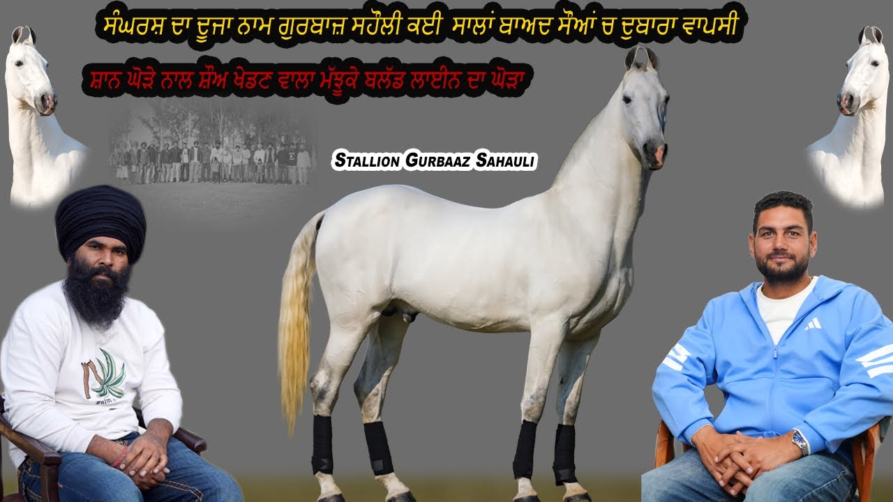 ਸ਼ਾਨ ਘੋੜੇ ਨਾਲ ਸ਼ੌਅ ਖੇਡਣ ਵਾਲਾ ਘੋੜਾ ਸੰਘਰਸ਼ ਦਾ ਦੂਜਾ ਨਾਮ ਗੁਰਬਾਜ਼ ਕਈ ਸਾਲਾਂ ਬਾਅਦ ਸੌਆਂ ਚ ਵਾਪਸੀ ਕੀਤੀ 