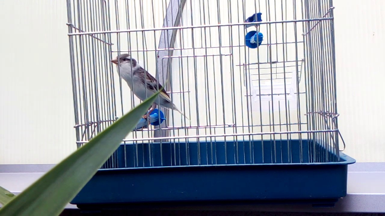 Serbian canary (Slavujar) singing waterslager canary song!