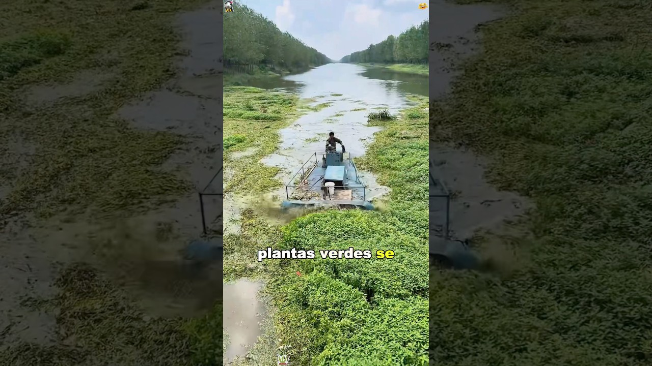 How to solve the overflowing aquatic plants in the river?#us #youtube #youtubeshorts #foryou #fyp