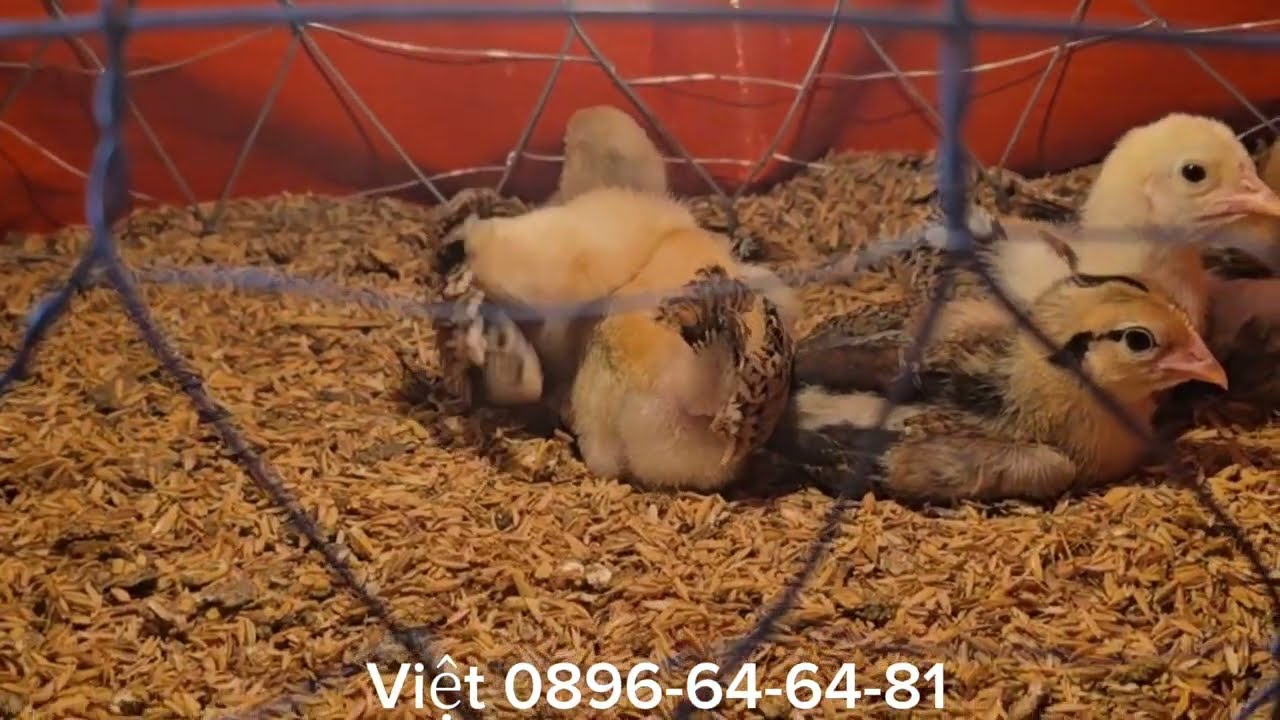 CÒN Con Gà KELSO Mỹ Rặc Đuôi Ben | Giao Về Sóc Trăng Hậu Giang Cần Thơ 