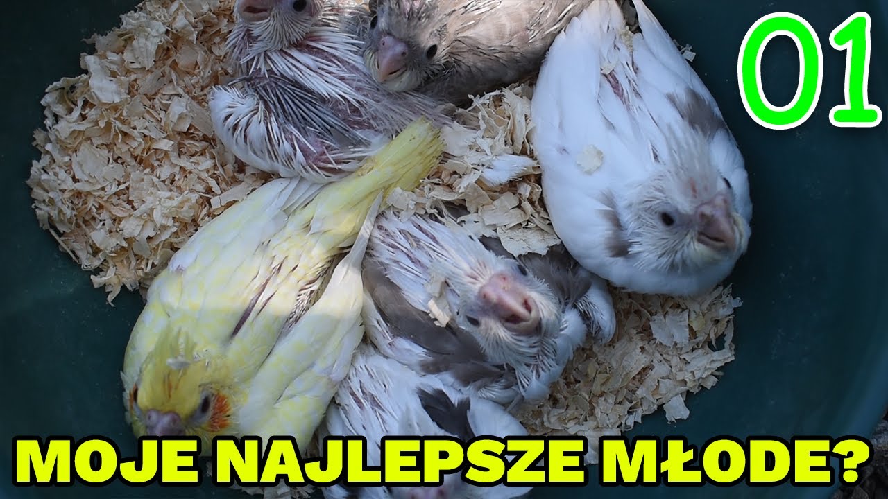 MOJE PEREŁKI Z LĘGÓW NIMF 2022