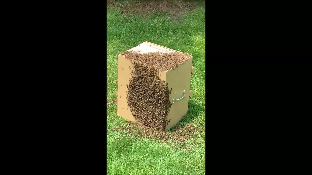 Wild Bee Kingdom  “Catching a Swarm… With a Trash Can and a Pole!”