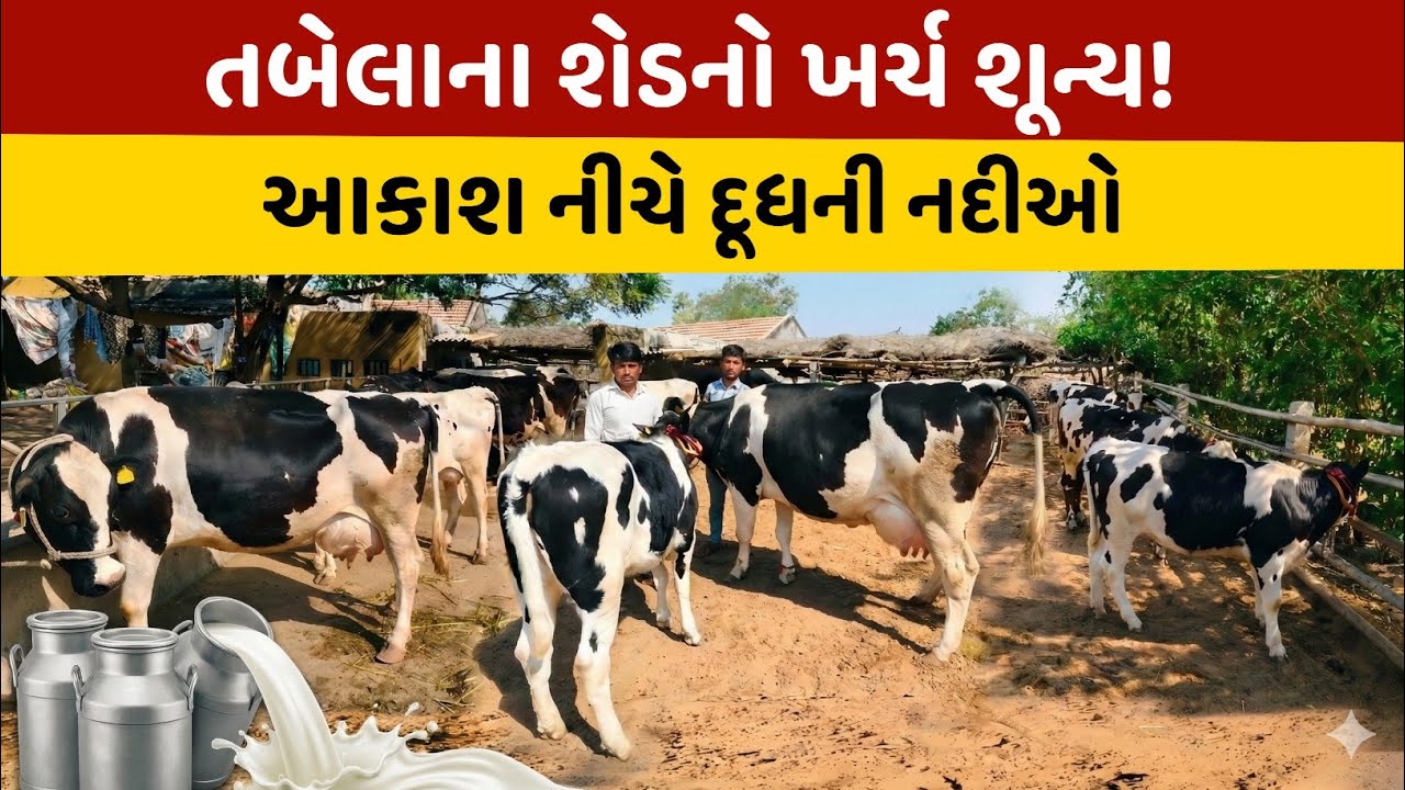 મહિને લાખોની કમાણી! 😱અનોખું પશુપાલન.Low Investment, High Profit:The Secret of 100 Liters Milk Daily.