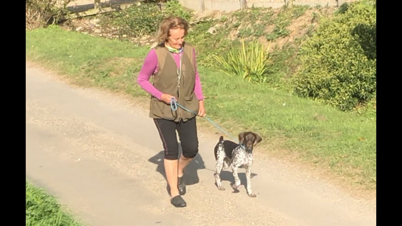 GSP Puppy - Early days Daily Exercise