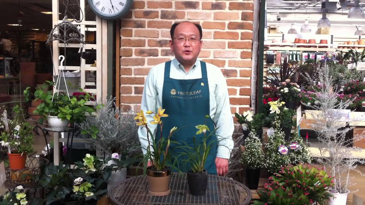和蘭（シンビジューム）の育て方・日常管理