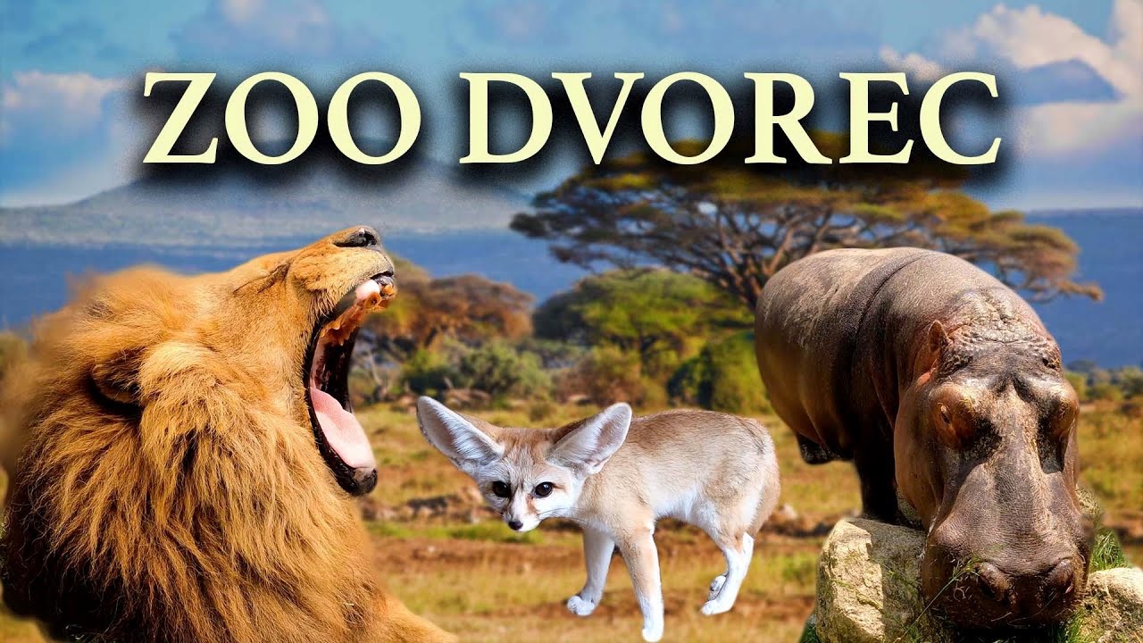 ZOO Dvorec