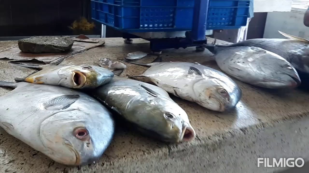 Sights and sounds of Mombasa.. Old town fish market