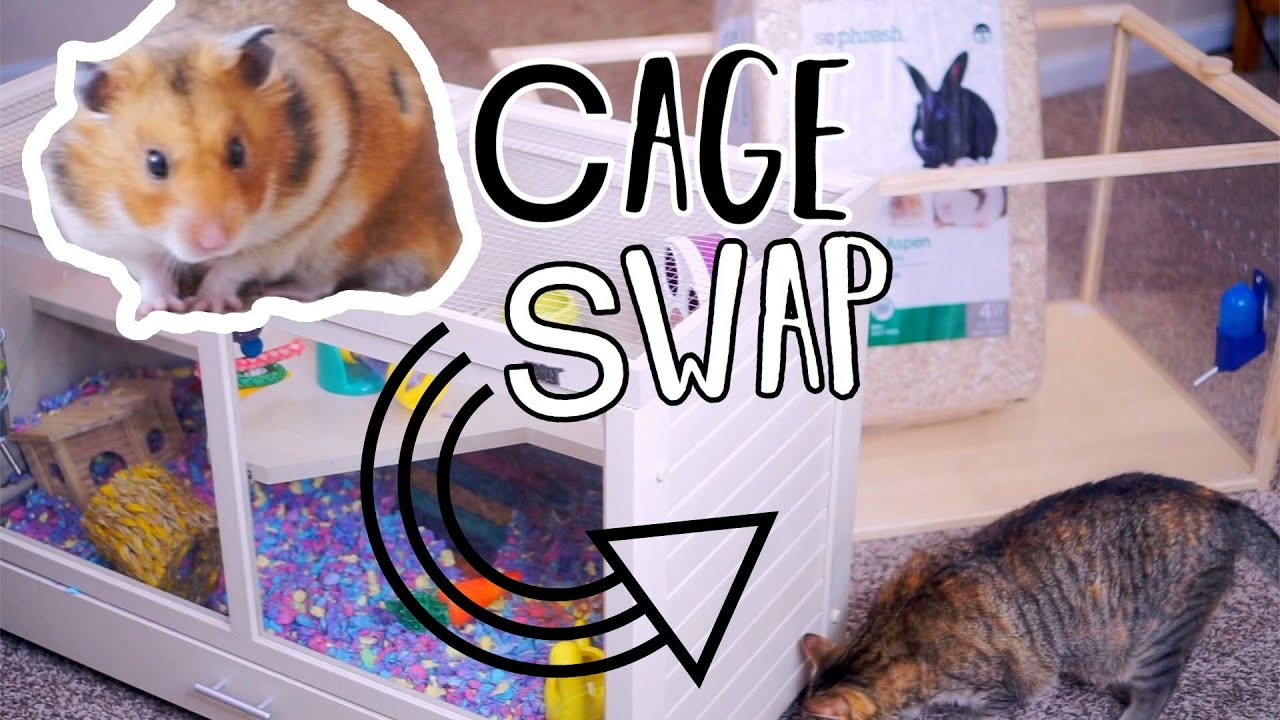 Setting Up My Hamster Cage | Cage Swap