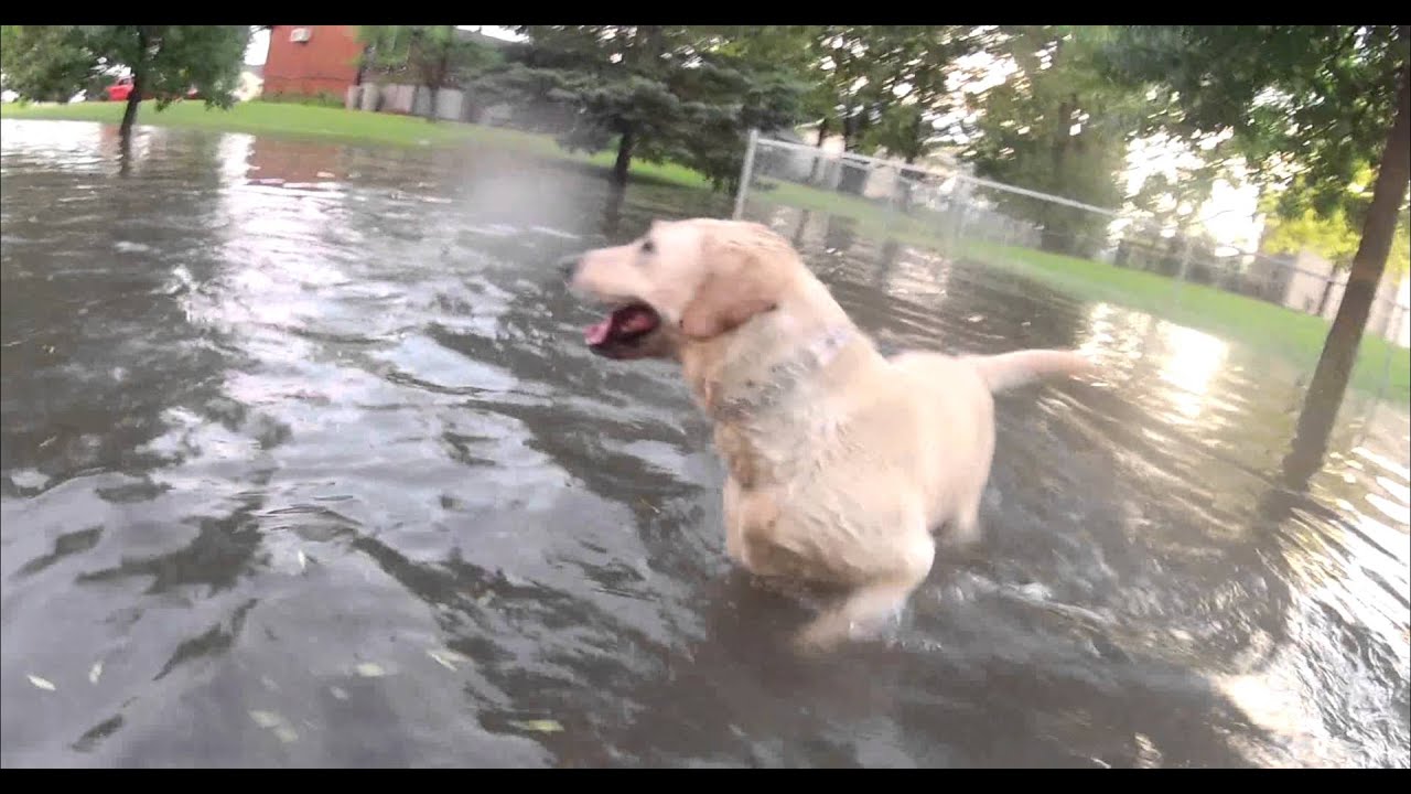 Yellow Lab Goes Swimming in Flooded Streets in Moorhead