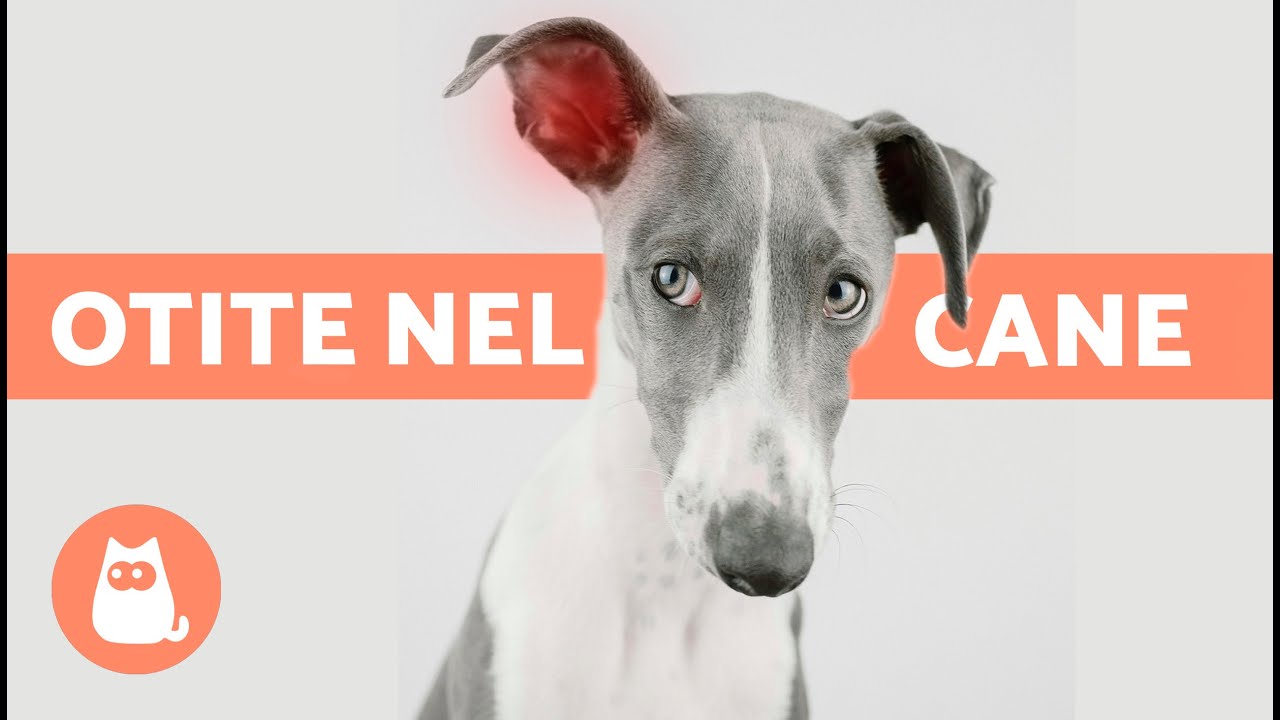 5 RIMEDI CASALINGHI contro l'OTITE nei CANI 🐶✅ Come pulire le orecchie?