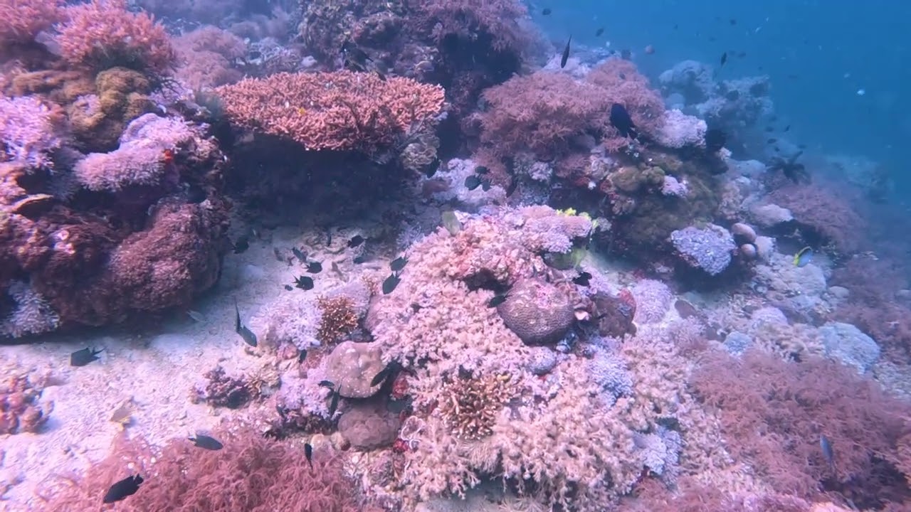 Scuba Diving Adventure - (no music)