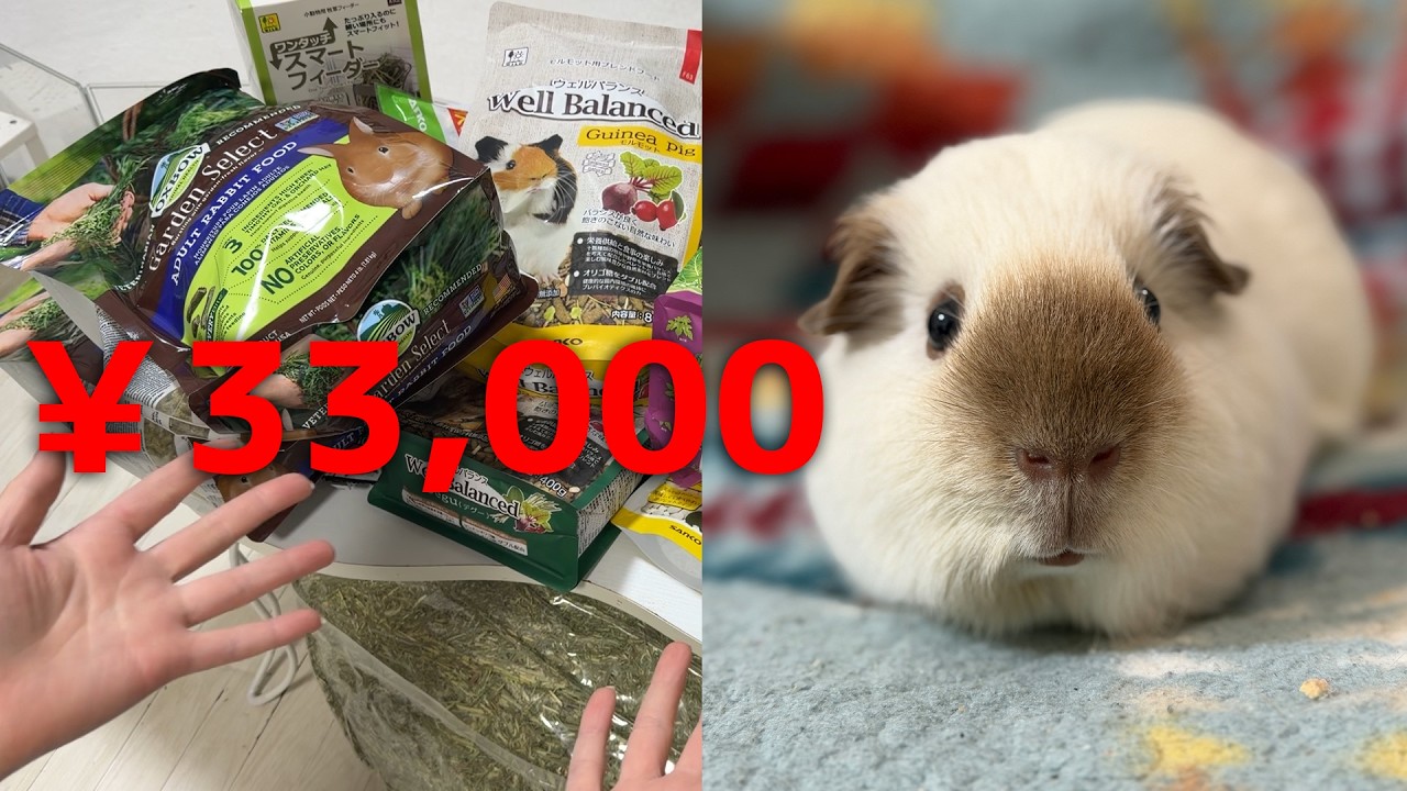 多頭飼いの今月のご飯まとめ買い｜3月