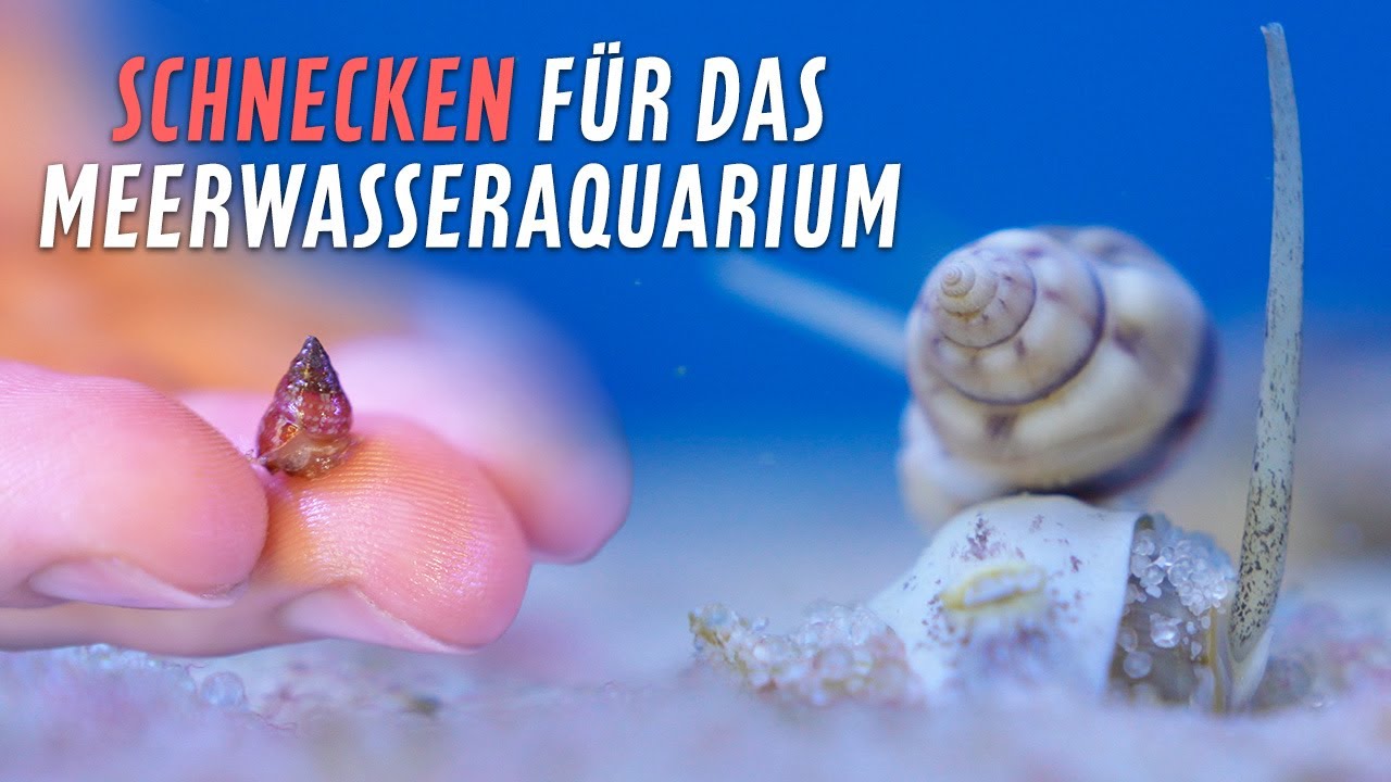 Schnecken im Meerwasseraquarium - Diese Tiere sind geeignet