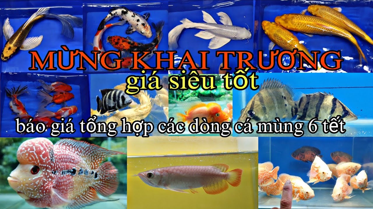 KHAI TRƯƠNG MÙNG 6 TẾT, NHIỀU CÁ KIỂNG ĐẸP, GIÁ SIÊU TỐT 22/2/2026