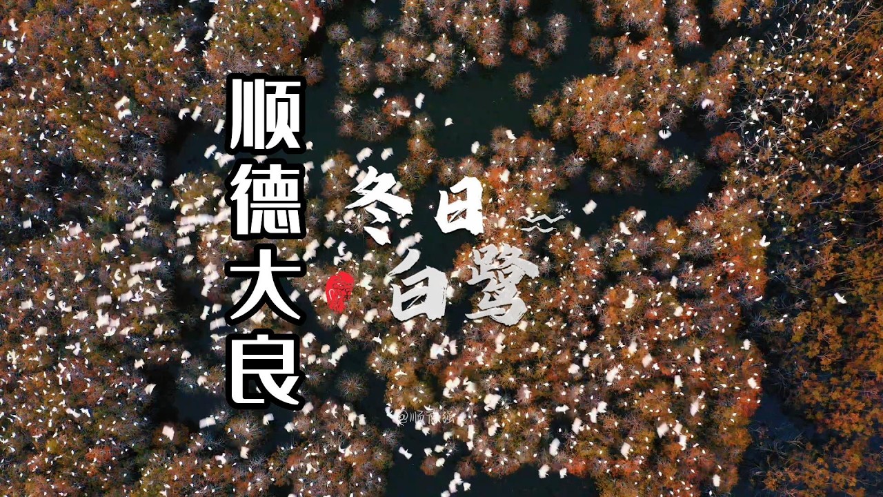 在工業區裡的白鹭群
