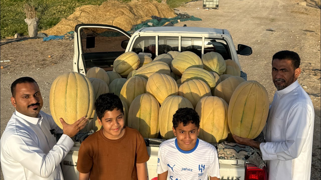 معلومات مهمة ومفيدة في البطيخ الحساوي في مزرعة عبدالله ناظم السالم