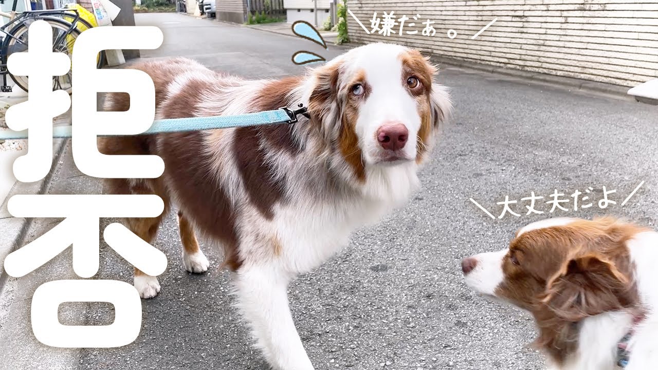 トリミングが嫌で逃げようとする弟犬を励ますお姉ちゃん犬が優しすぎる🥺【ボーダーコリー・オーストラリアンシェパード】