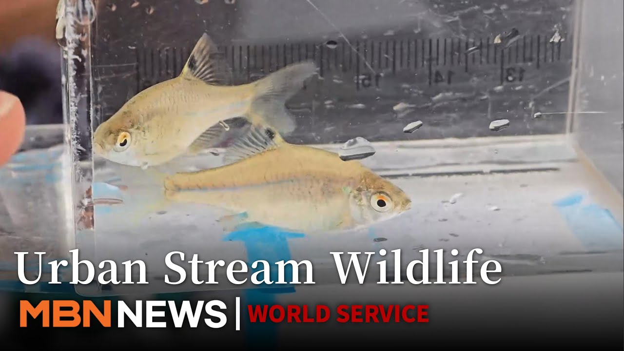 Cheonggyecheon Stream Becomes Vital Habitat for 600+ Species