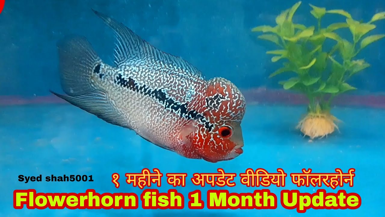 Flowerhorn fish 1 month Update - how to grow flowerhorn fish faster
