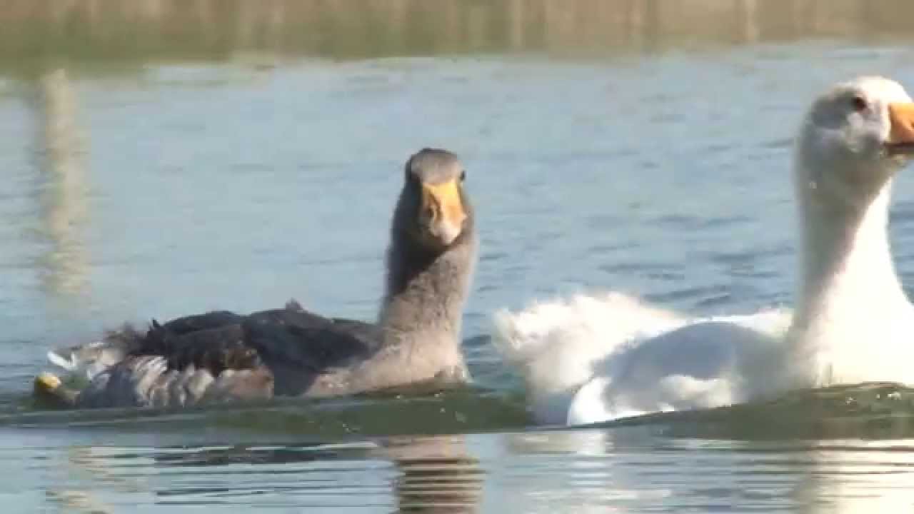 Gianni Maraldi and imprinting Greylag Geese (Anser anser)