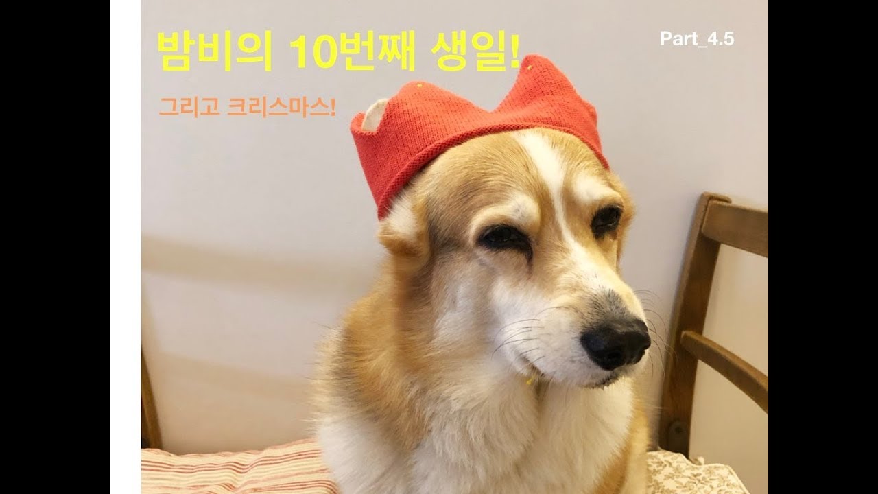 밤비의 10번째 생일🎂