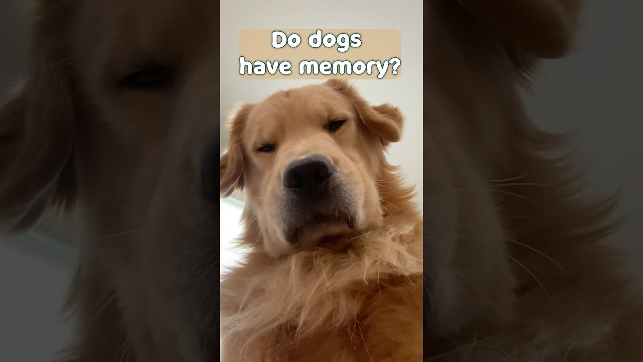 Can Dogs Remember the Past? The Science Behind It! 🐶🕰️