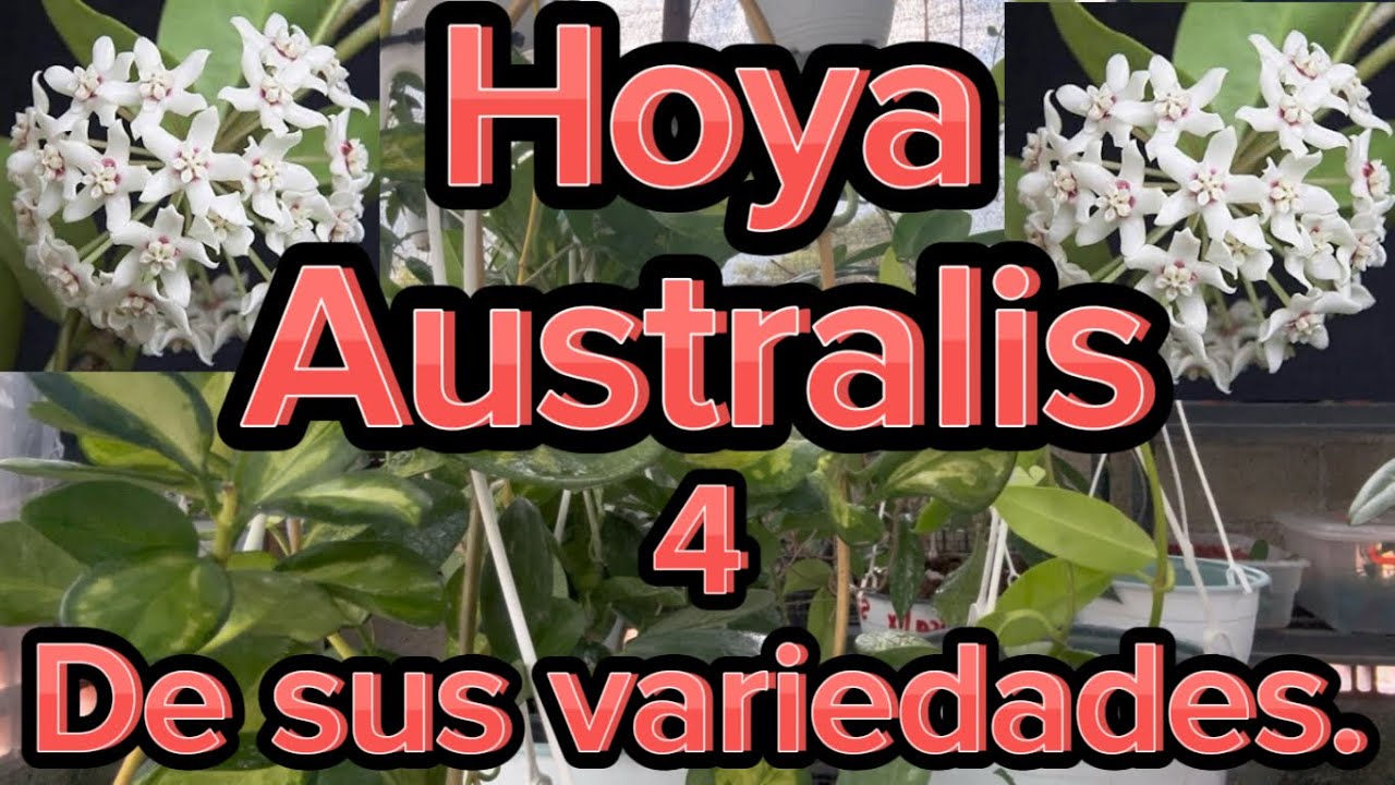 Algunas hoyas Australis.💚Hojas bellas, misma floración  perfumada y cerosa color blanco.💚