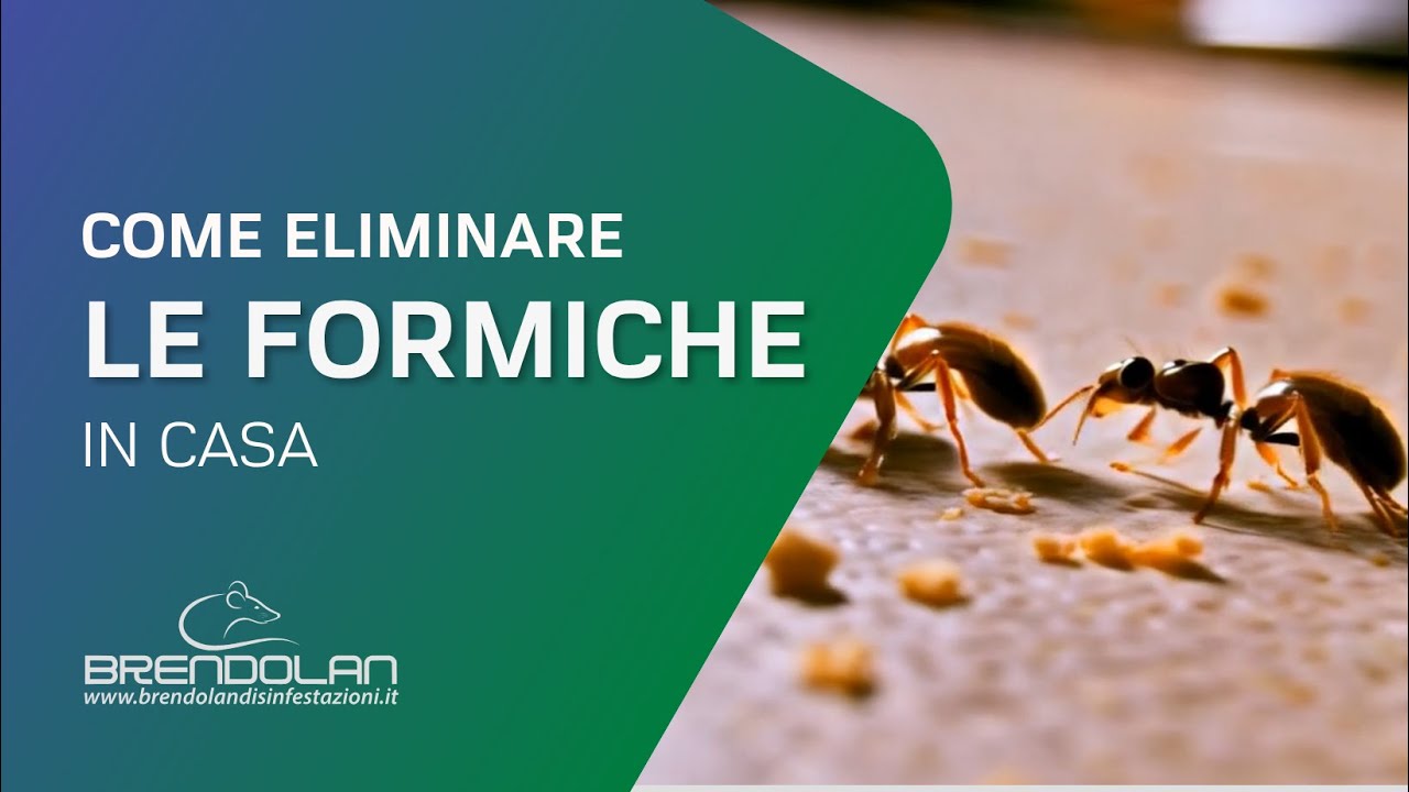 Come Eliminare le Formiche in Casa in Modo Facile