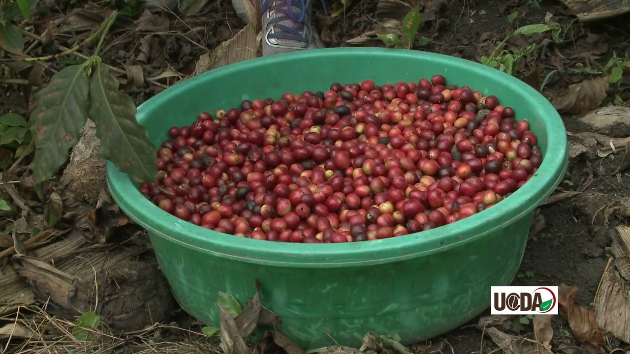 Coffee  production in Uganda (Bart Kakooza production)