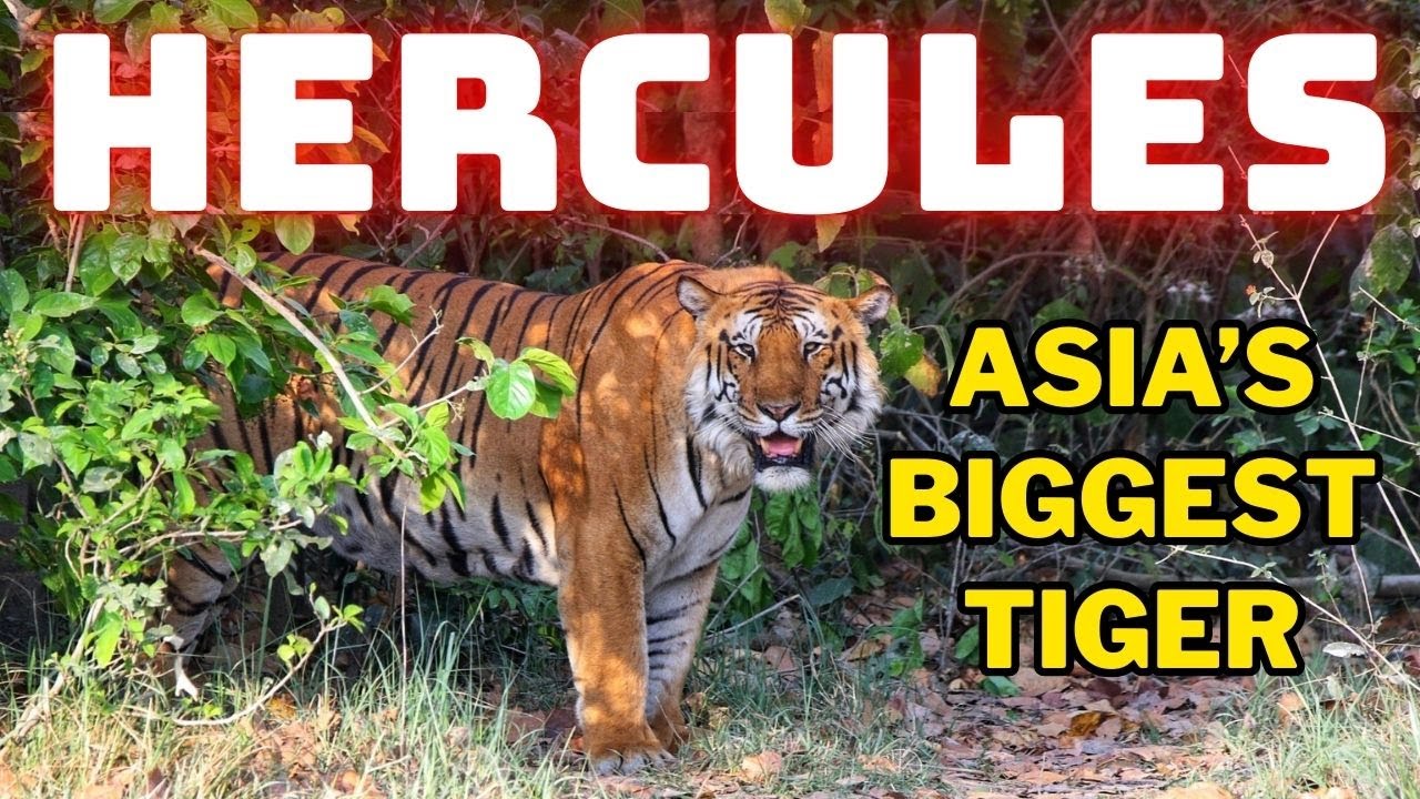 Asia's Biggest Tiger ever recorded on Camera | Jim Corbett Phato Zone Safari | Hercules Tiger