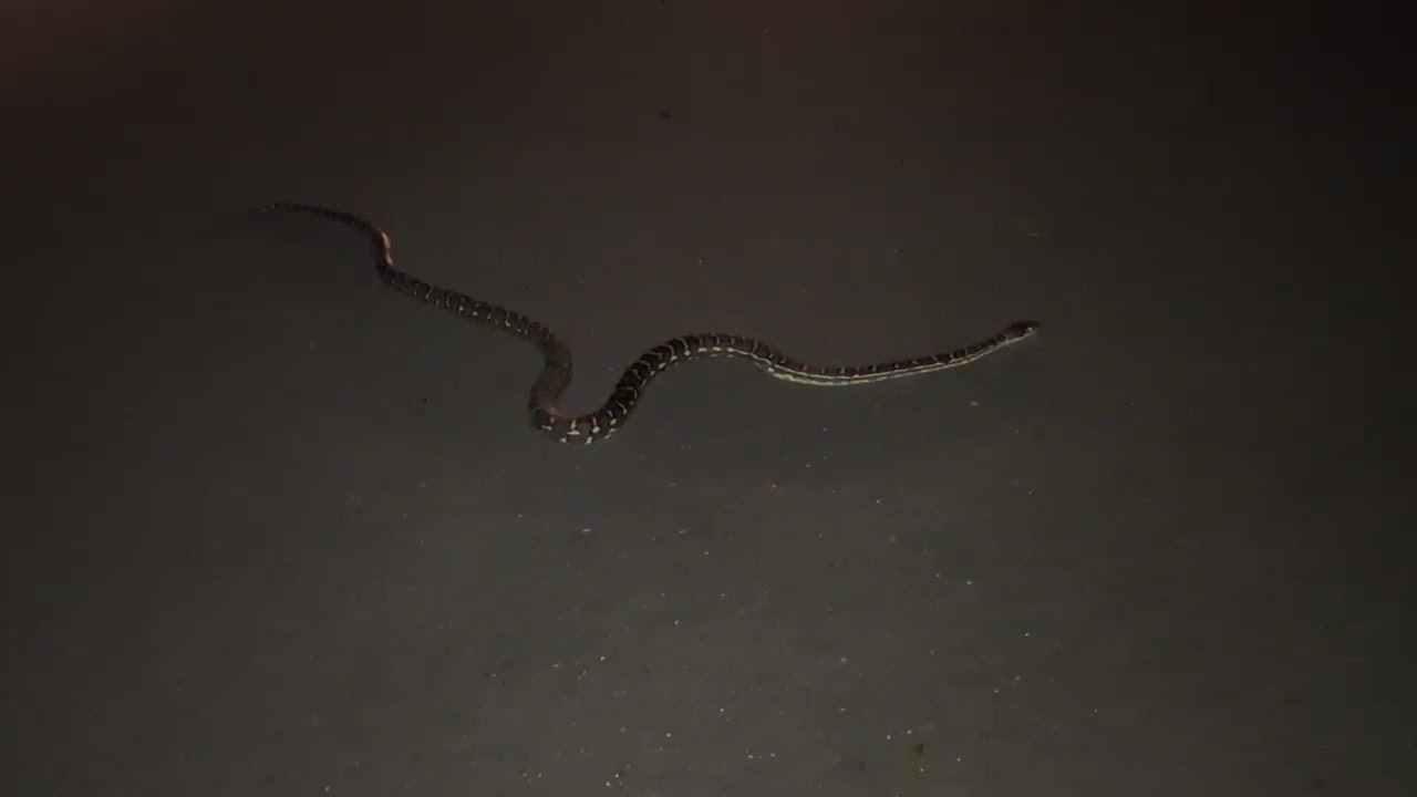 Carpet Python Lying on the Road at Night in Brisbane