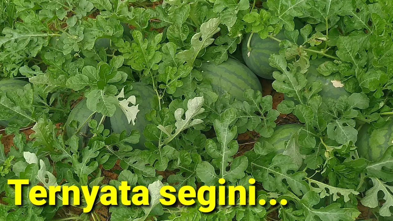 BERAPA BUAH SEMANGKA DALAM SATU POKOK | simak penjelasannya