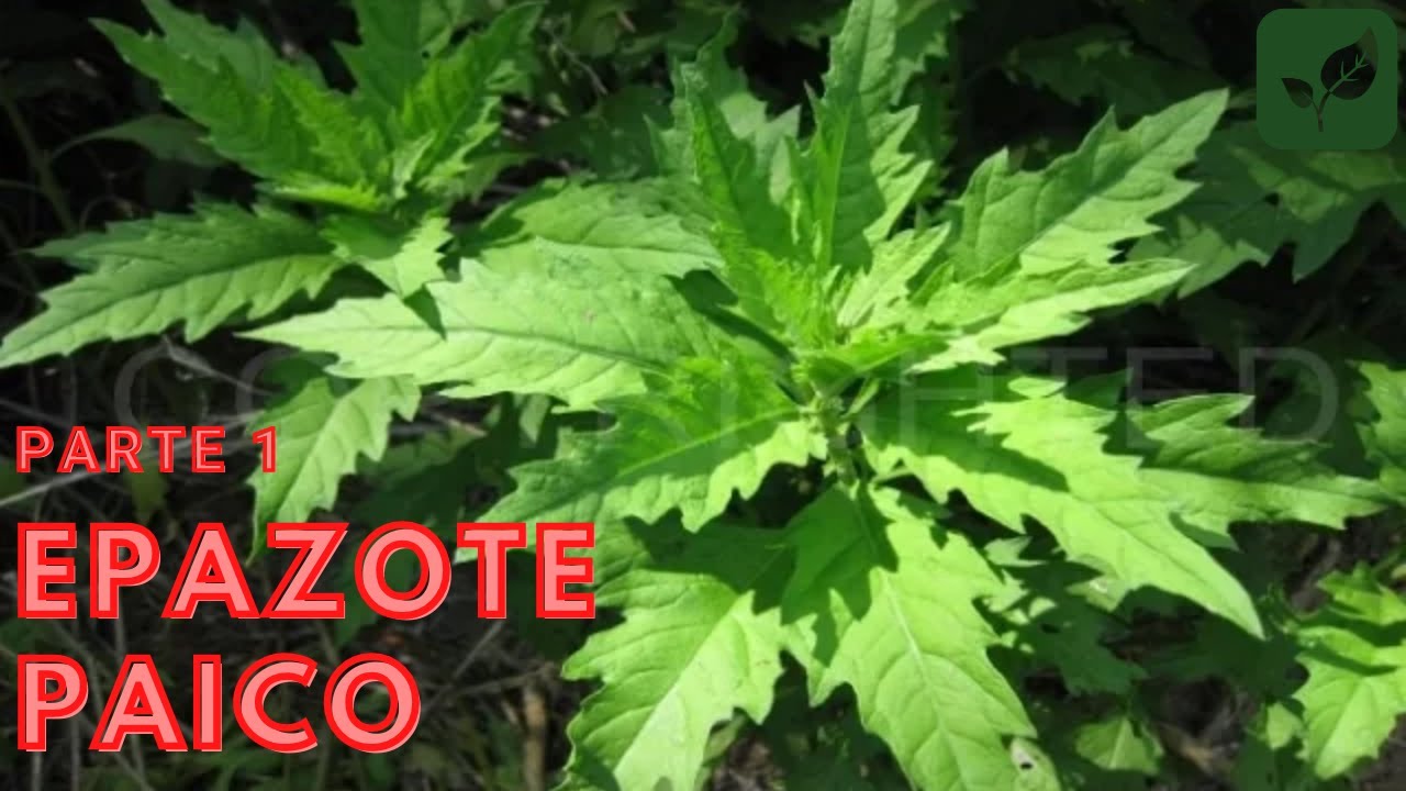 EPAZOTE / PAICO: Siembra Crecimiento y Cuidado Parte 1