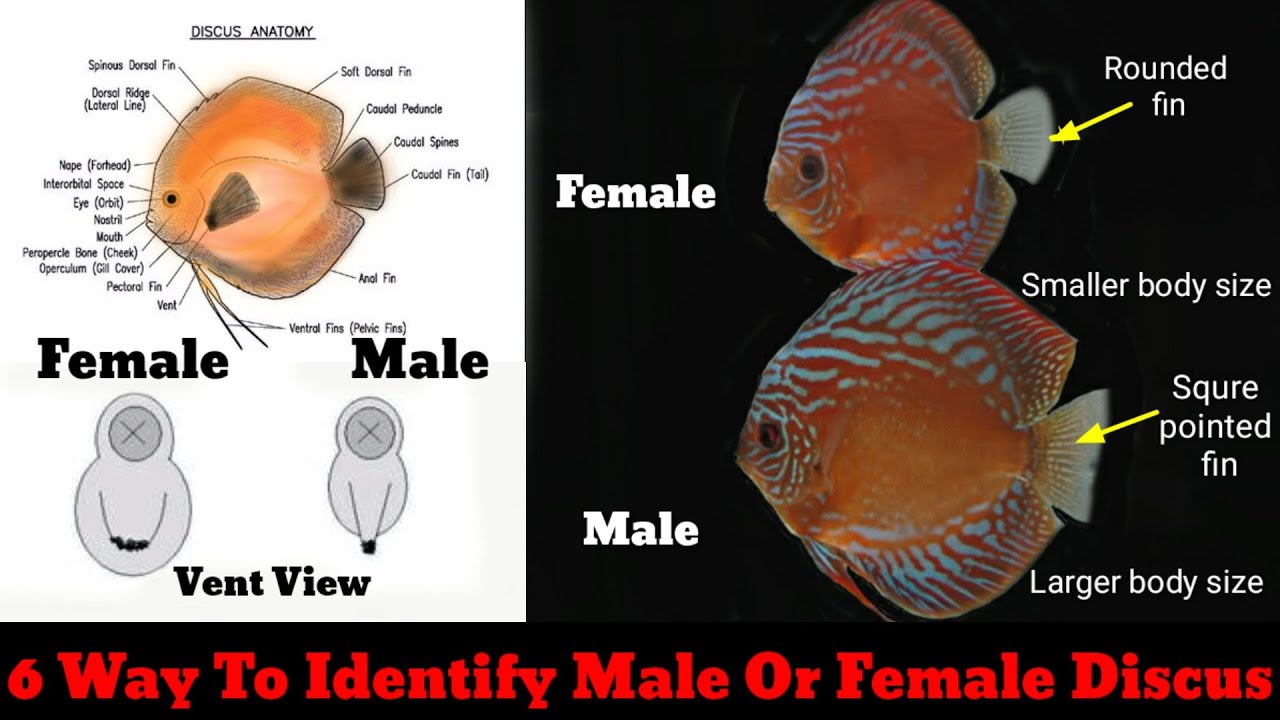 6 Way To Identify Male Or Female Discus
