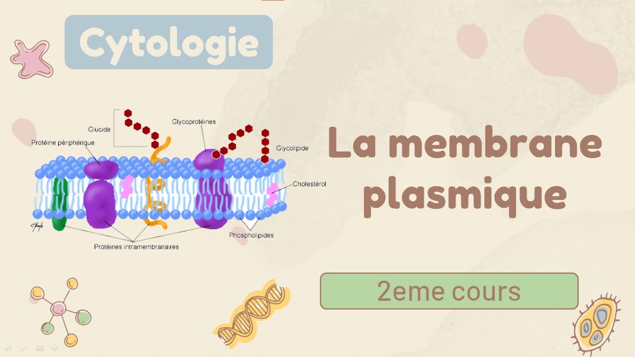 Cytologie | la membrane plasmique - cours de 1er année médecine