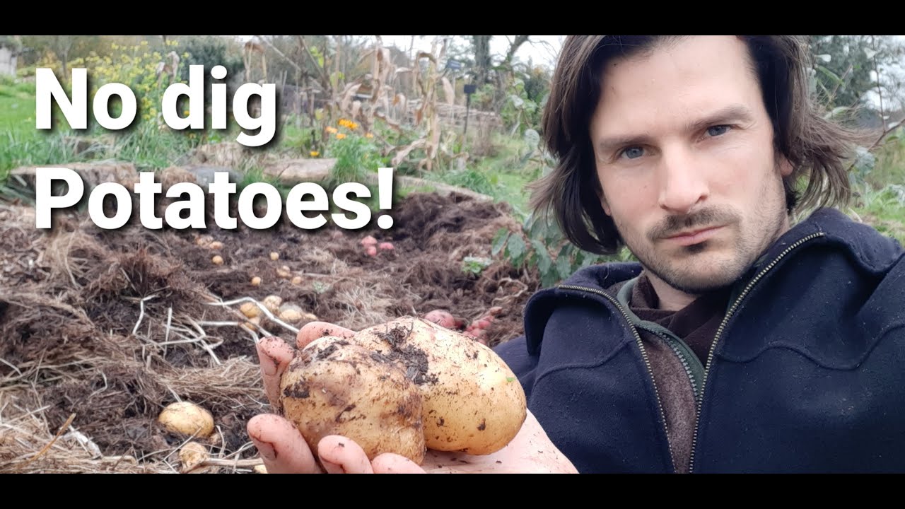 No Dig Potatoes - A huge success!!