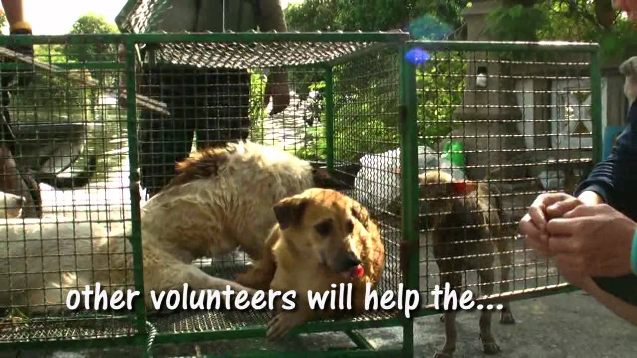 Soi Dog Foundations visit to 