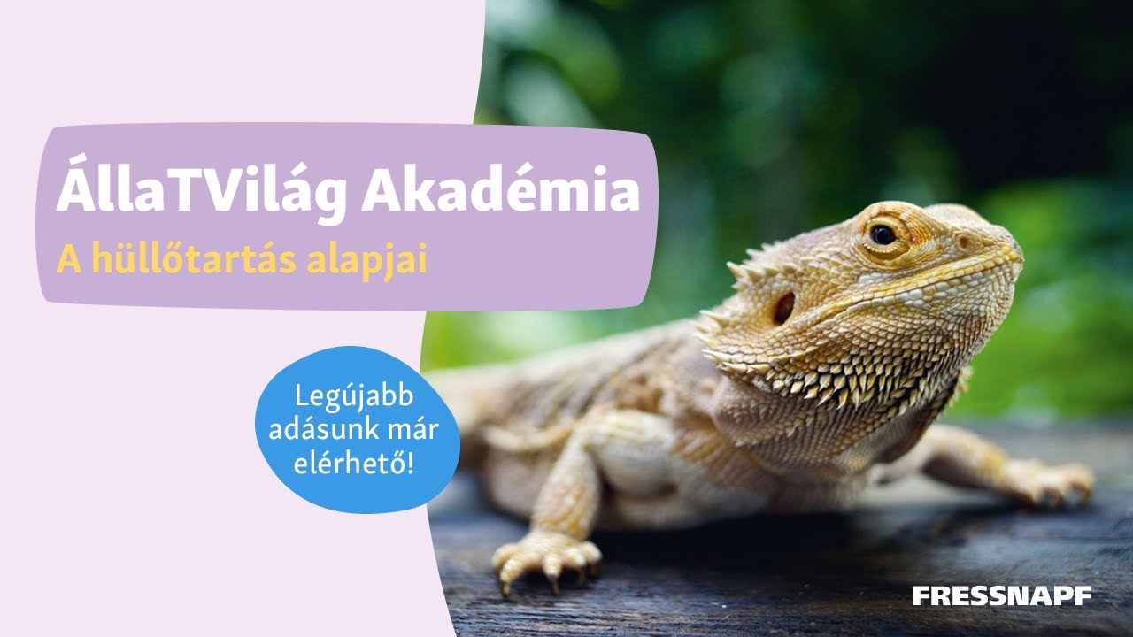 ÁllaTVilág Akadémia - A hüllőtartás alapjai
