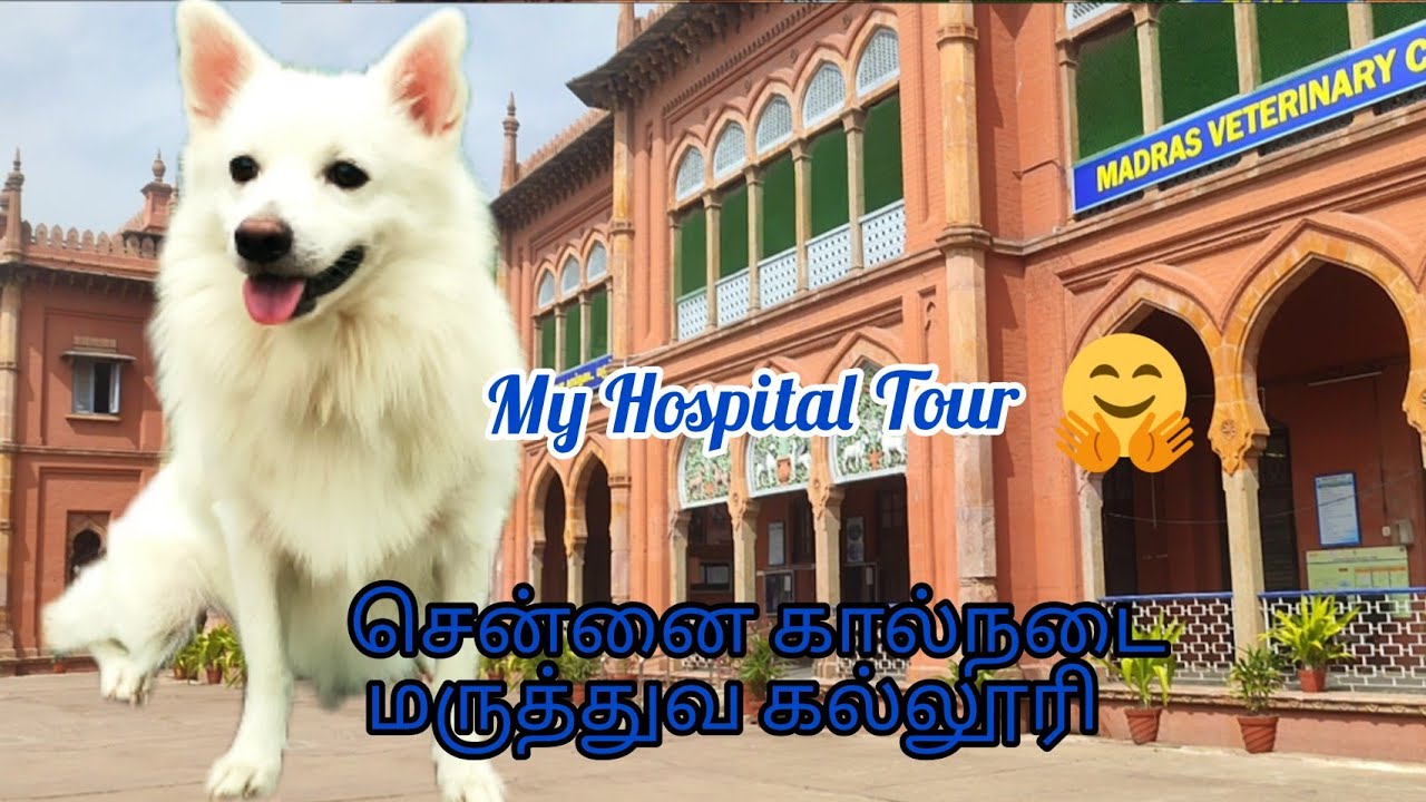 Madras veterinary college & hospital ||🐱🐶🦜🐄🐐 Hospital in Chennai😇😇|| Tamil