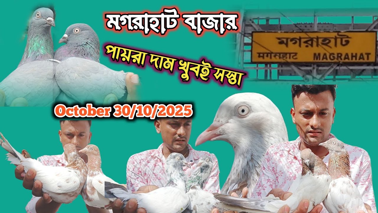 আজকের নতুন নতুন কালেকশন আছে মগরাহাট বাজারে পায়রা দাম খুবই সস্তা। সুরাজ দার কাছে। October 30/10/2025