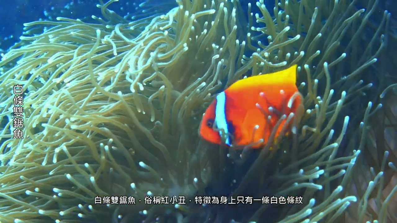 墾丁潛水 - 山海、合界
