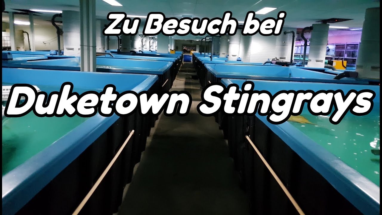 Zu Besuch bei 